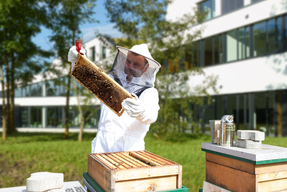 Ein Imker bei seiner Arbeit am Bienenstock im Lakeside Park (Fotomontage).